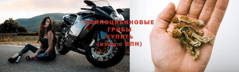 Псилоцибиновые грибы Psilocybine cubensis  дарнет шоп  Алапаевск 
